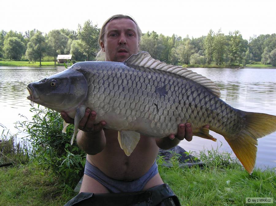 Kapři Koblov