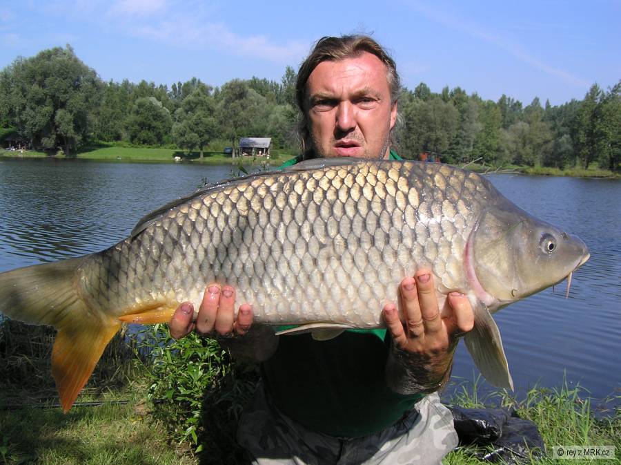 Kapři Koblov