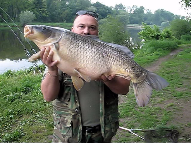Kapr obecný 89cm 13,5kg