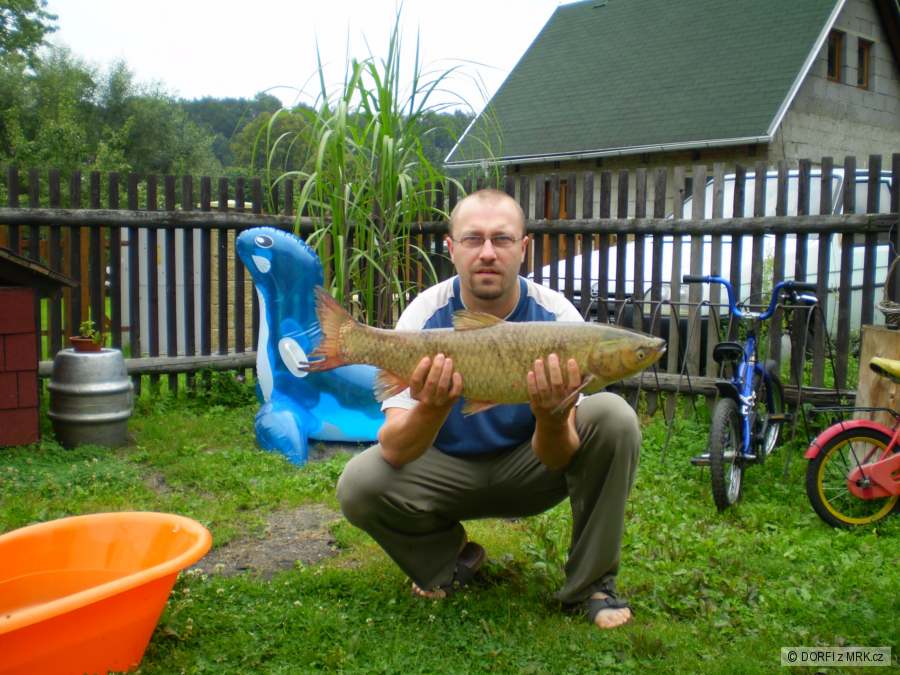 Amur bílý 75cm
