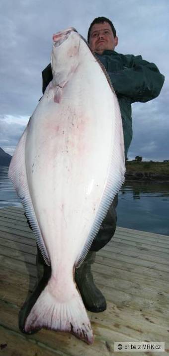 Halibut 139cm