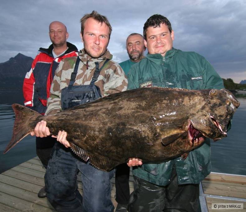 Halibut 139cm