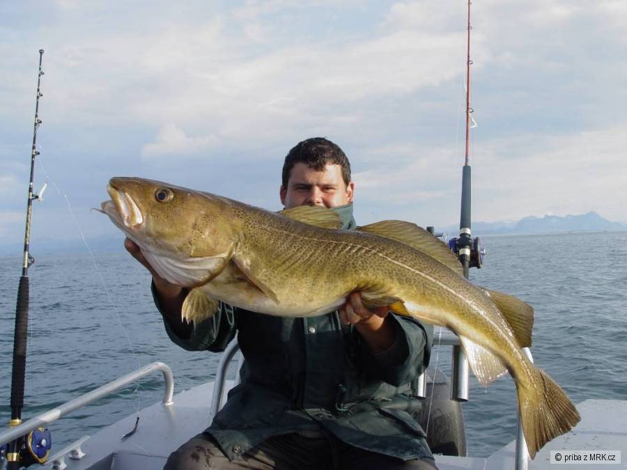 Treska 120cm
