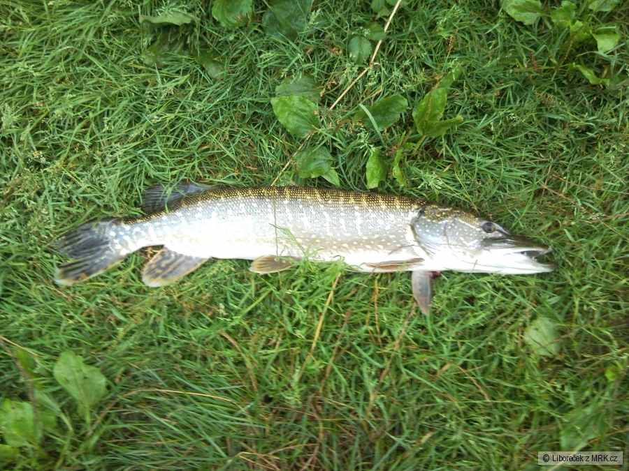 Štička