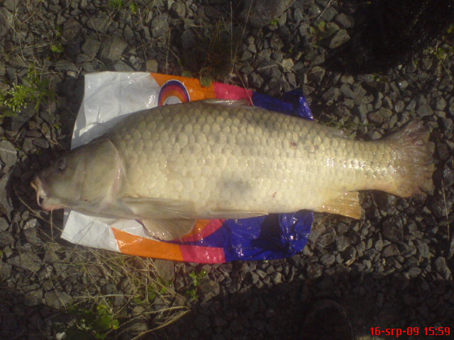 Šupik 81cm boiles vanilka v dipu atrktoru halibut