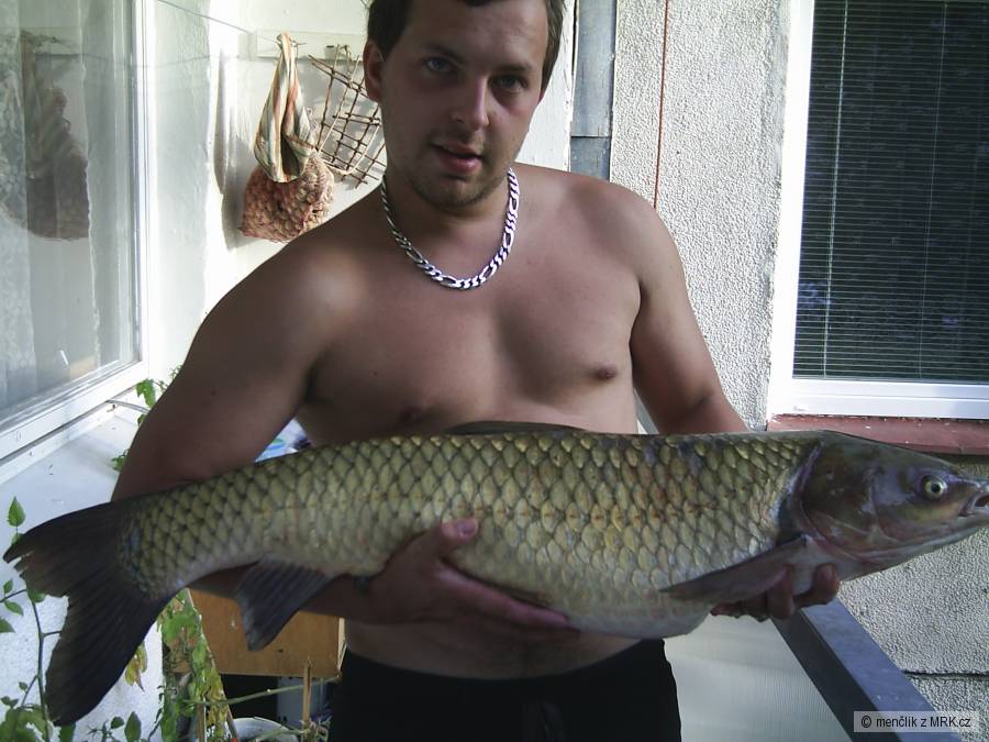 Amur bílý