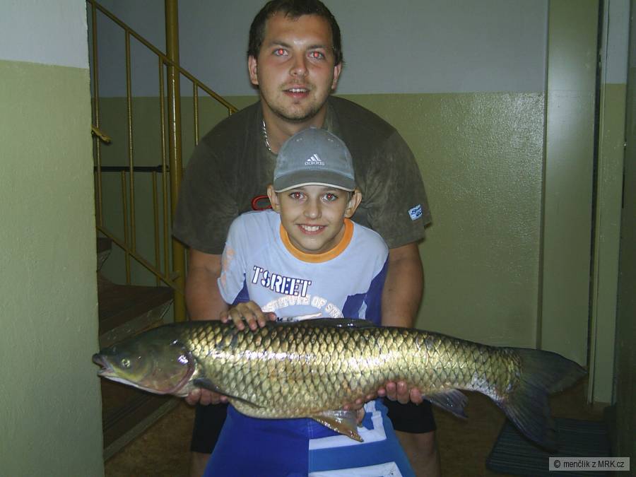 Amur bílý
