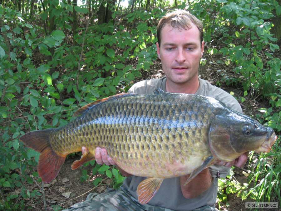 77 cm 9.80kg KL maso-játro