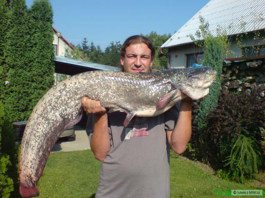 Sumec necelých 140 cm