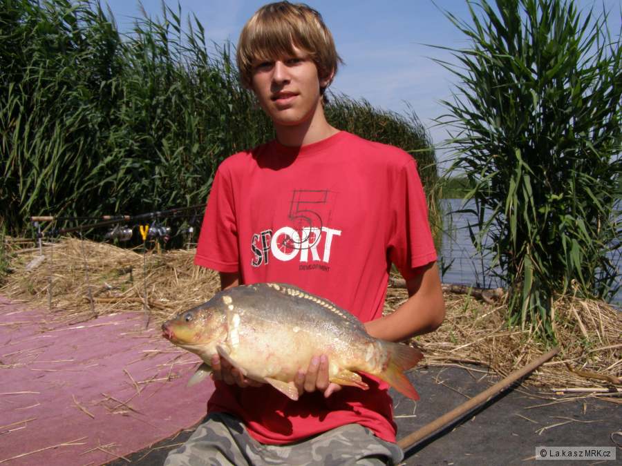Kapřík 50cm