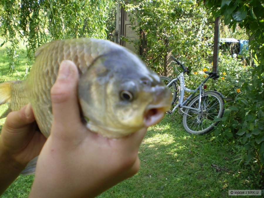 mutant:D