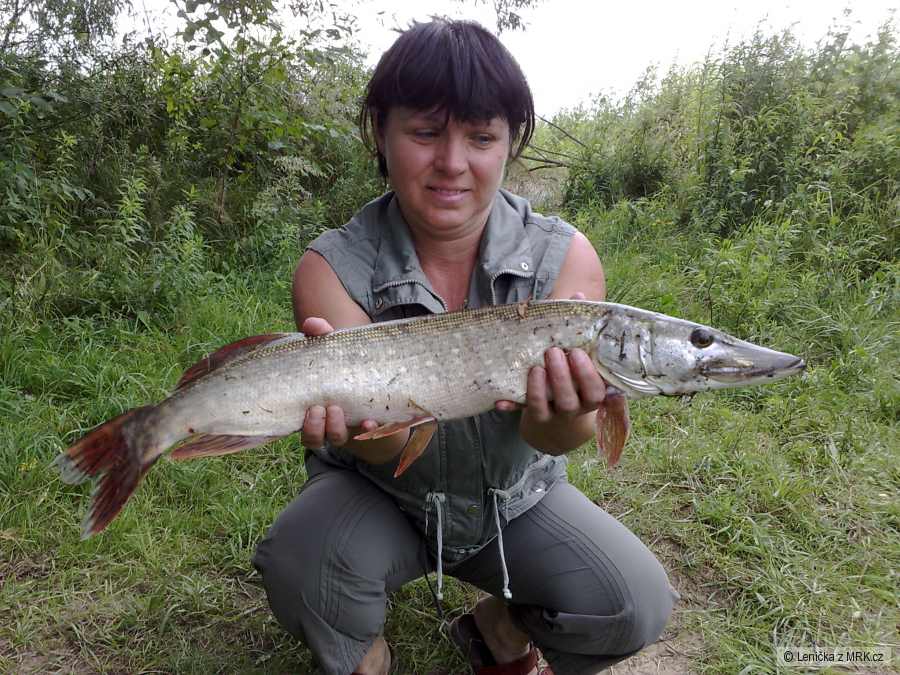 Štika 60 cm