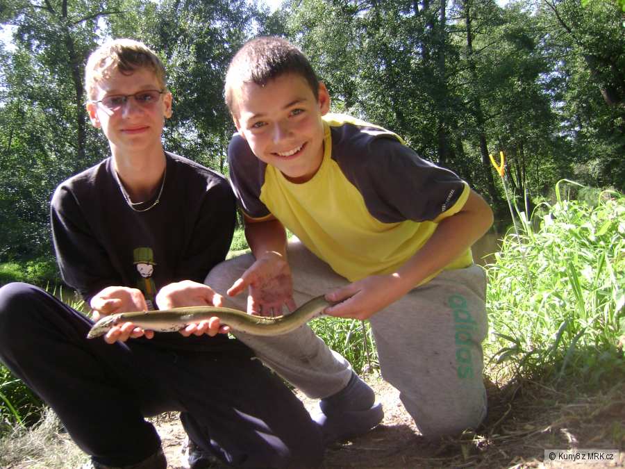 Uhoř 57 cm