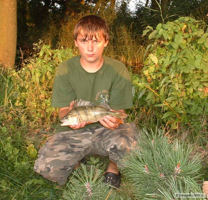 okoun 36cm