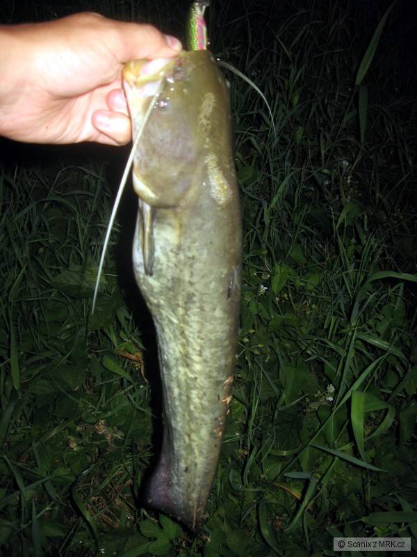 Sum�� mim�o na Salmo Executor