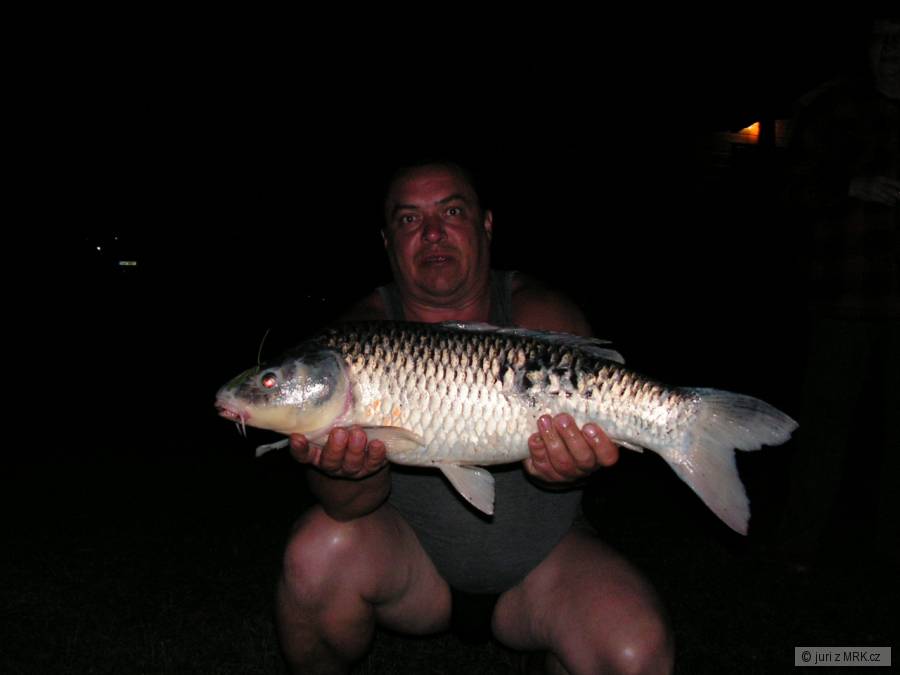 Kapr koi