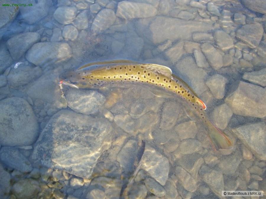 32cm