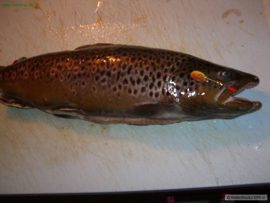 58cm