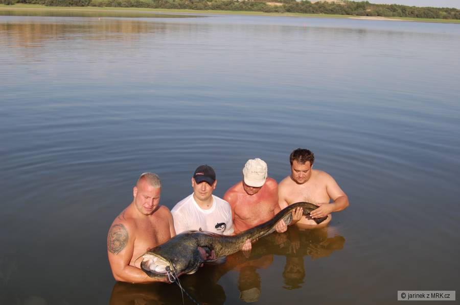Sumec z Ebra