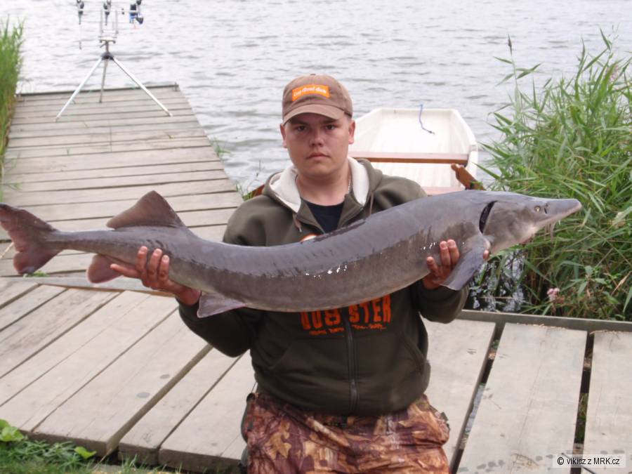 jeseter 150cm 18kg