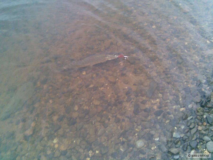 blessington 55cm