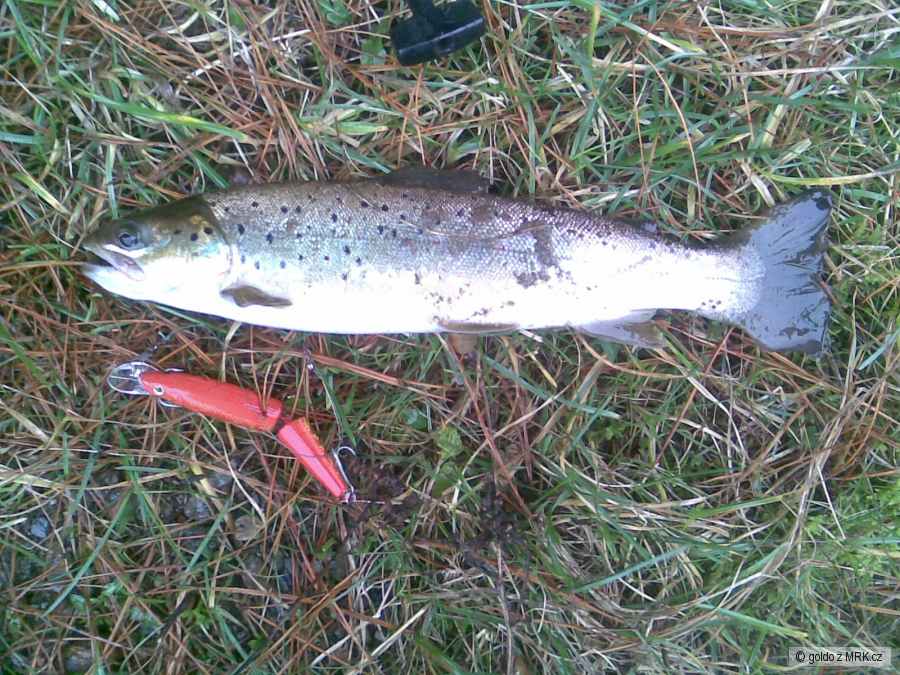 blessington ferox trout 35 cm