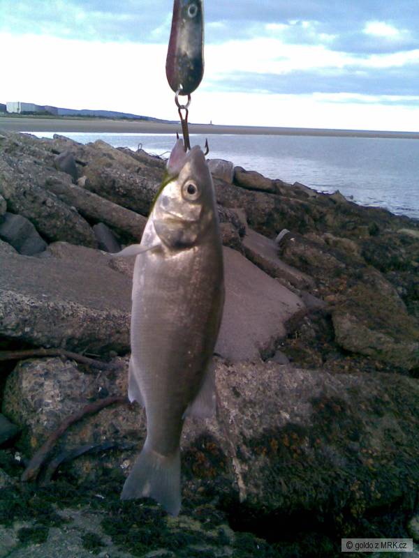 moja prva a zatial jedina z mora,  mini seabass