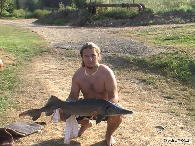 Jeseter 120cm