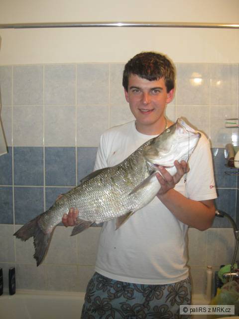 Bolen Dravy 82 cm...