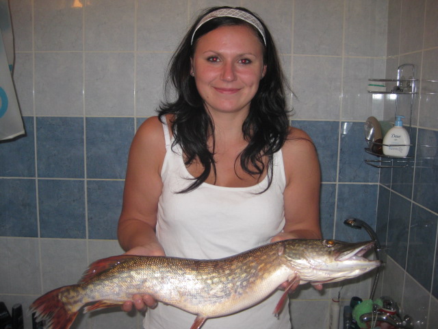 stika 71cm...