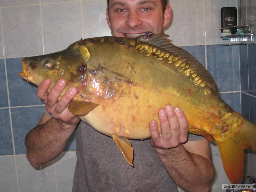 Kapr... 75 cm 9,5kg