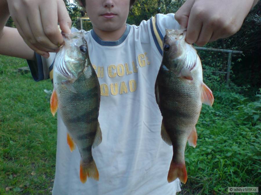 okouni 26,28cm