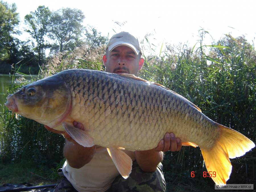 nadherný kapr
