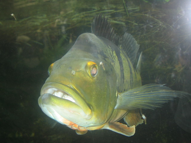 cichlida ocasooká