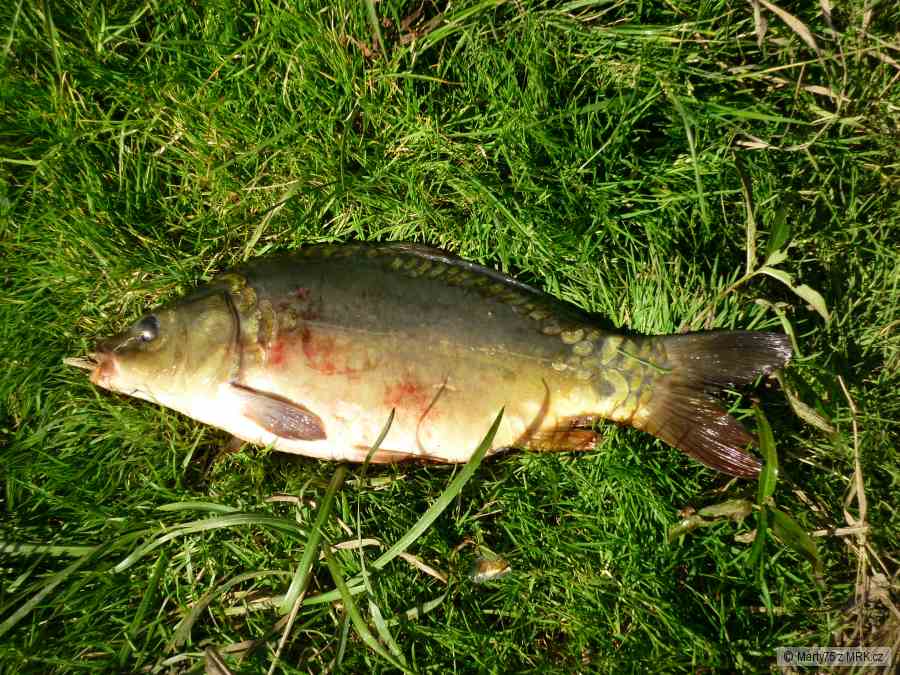 kapřík 42 cm