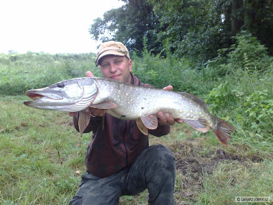 štika 78cm