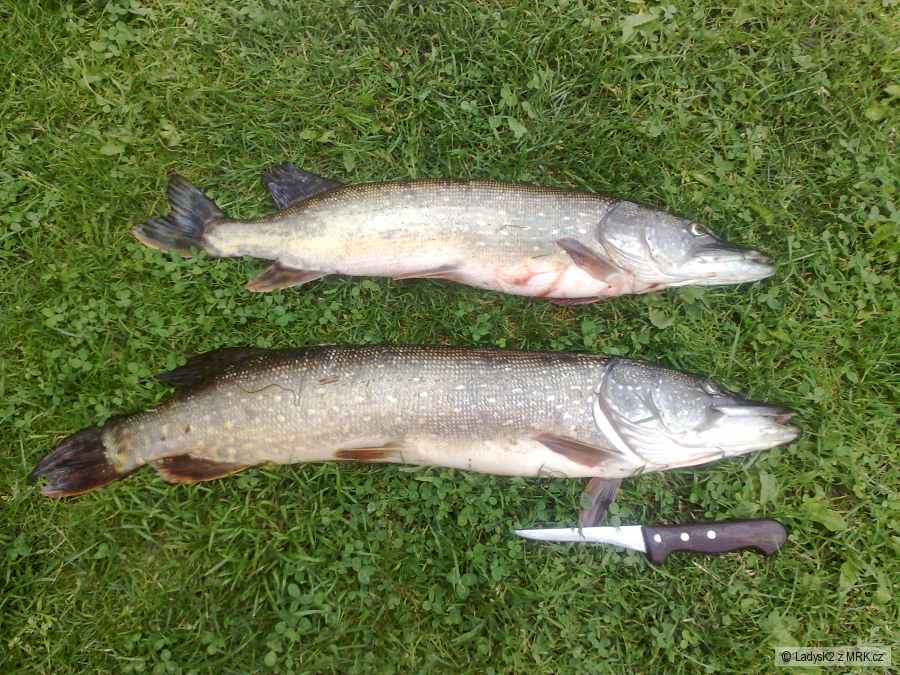 štika 78cm a 70cm