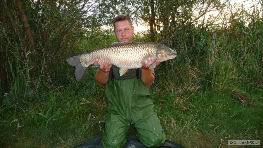 amur 87 cm