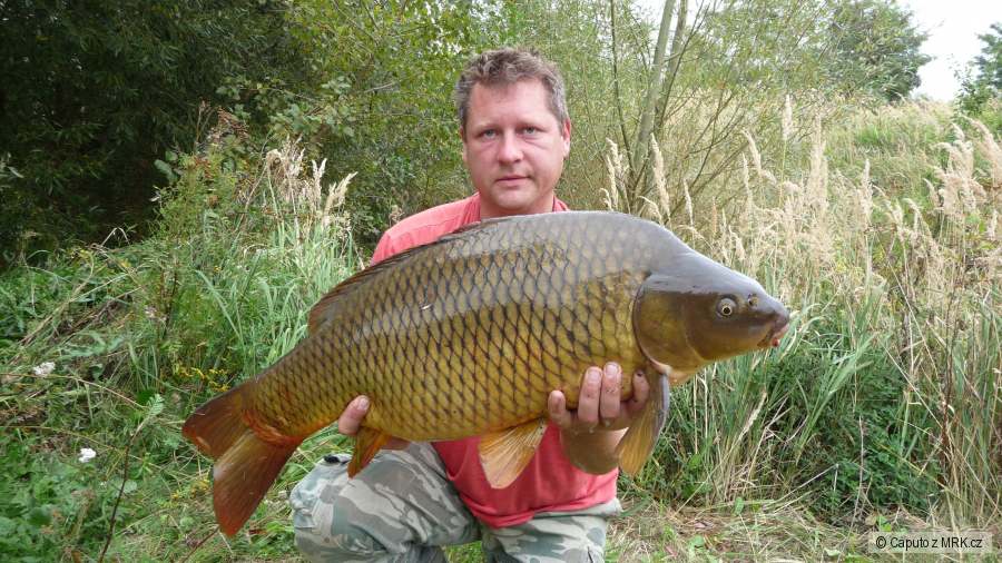 85cm/11,5kg
