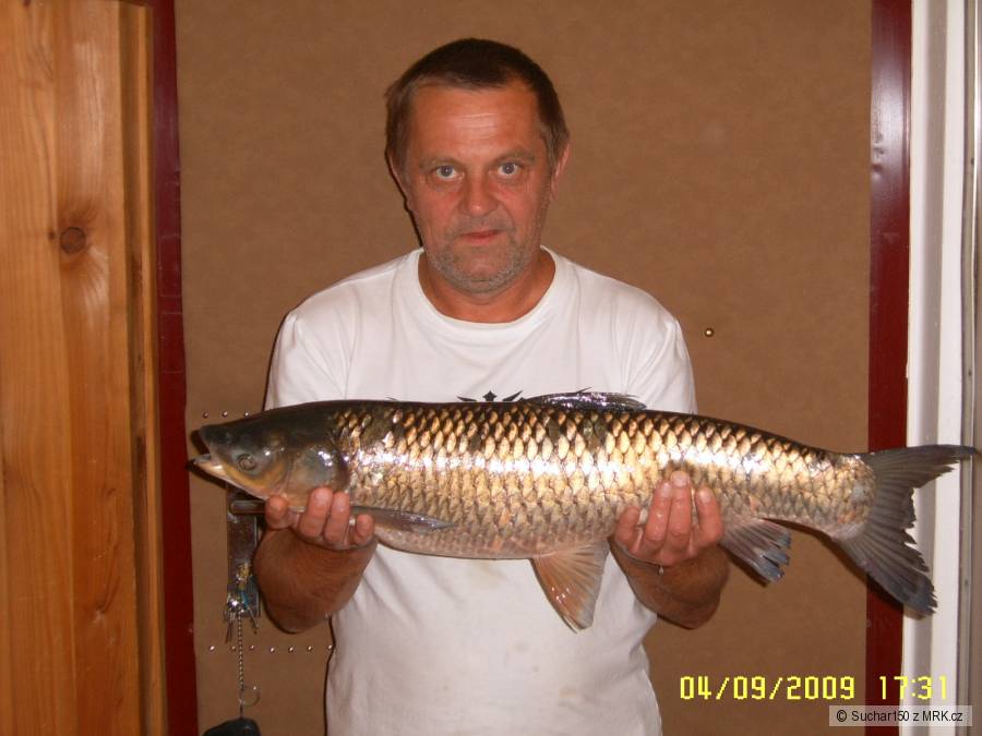 Amur 74cm