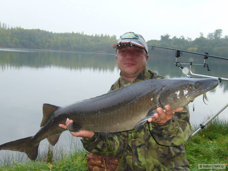 Jeseter 120cm