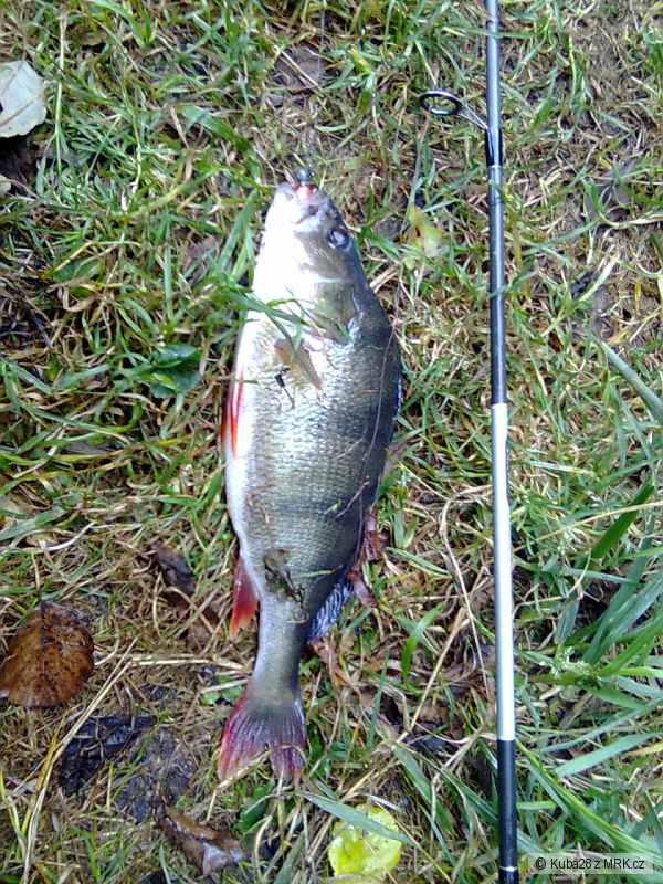 Okoun- 33 cm, na rippera