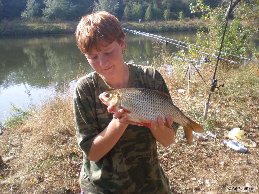 Plotice 40cm