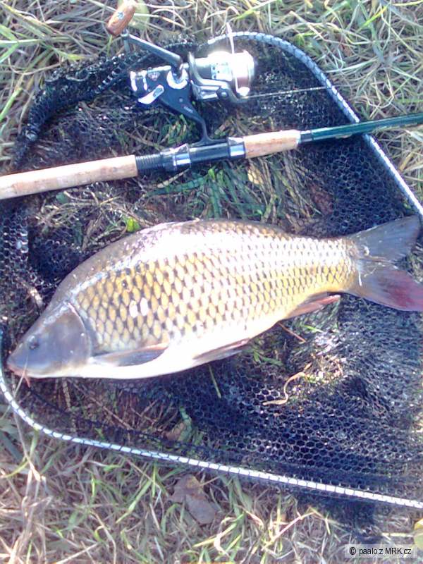 kaprik na feeder 53cm  2,5kg