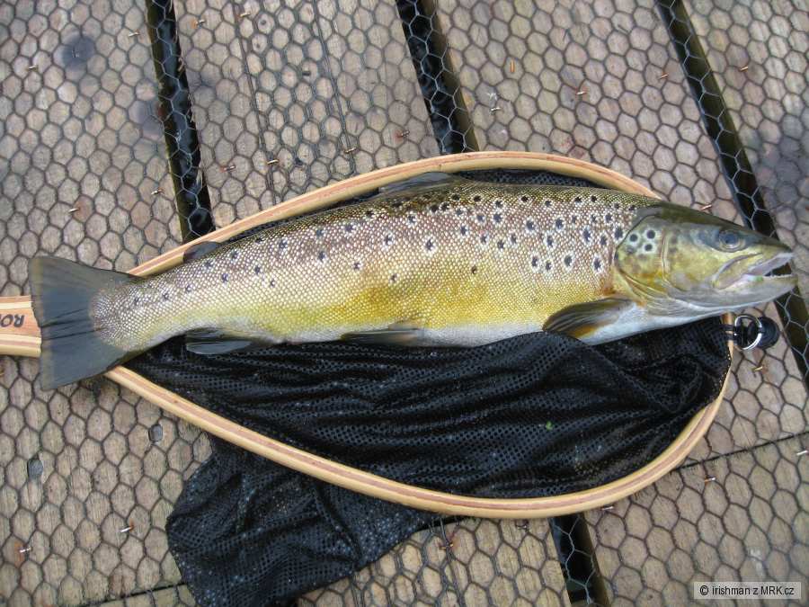 Brown trout - 47 cm