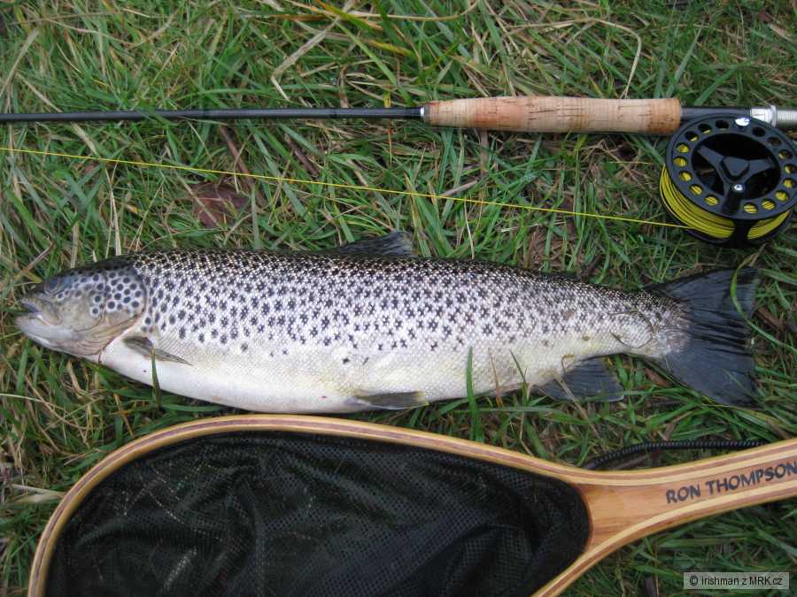 Brown trout - 50 cm