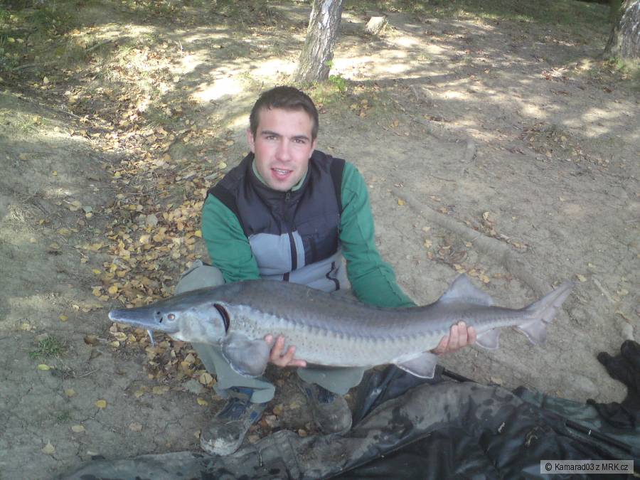 Jeseter 120 cm