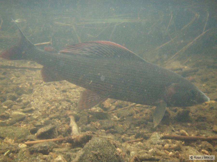 Lipan