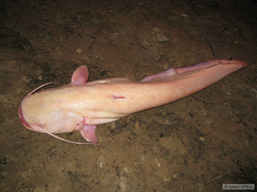 Sumec Albín