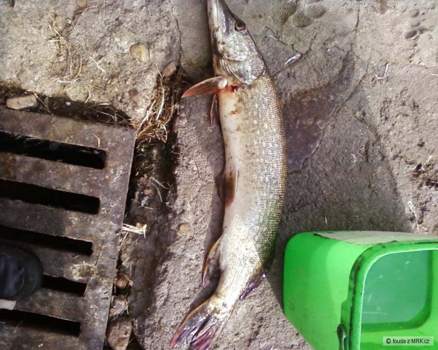 moje nejvetši štika 60cm
